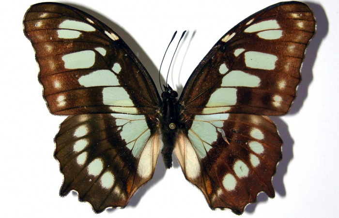 Fig. 9 Adulto <i>Siproeta biplagiata</i>, Nymphalidae; vista dorsal. Voucher 81-SRNP-71-DHJ97030.