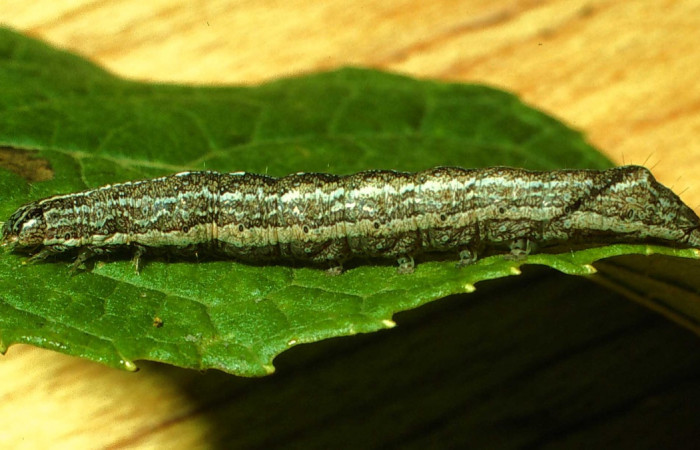 Figura 17. Larva <i>Perigea berinda</i> (Noctuidae). Posición lateral en la hoja de la planta de <i>Lepidaploa tortuosa</i> (Asteraceae). Estación San Cristobal. 01-SRNP-2407-DHJ60918.jpg.