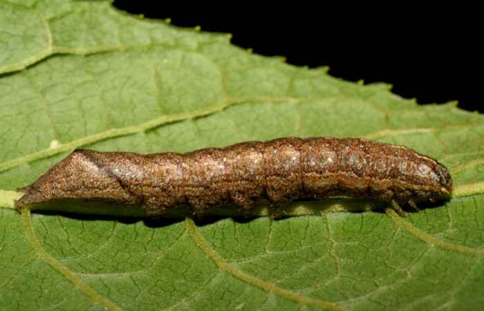Figura 18. Larva <i>Perigea agnonia</i> (Noctuidae). Posición lateral en la hoja de la planta de Lepidaploa tortuosa (Asteraceae). Estación Biológica Pitilla. 01-SRNP-2407-DHJ60918.jpg.