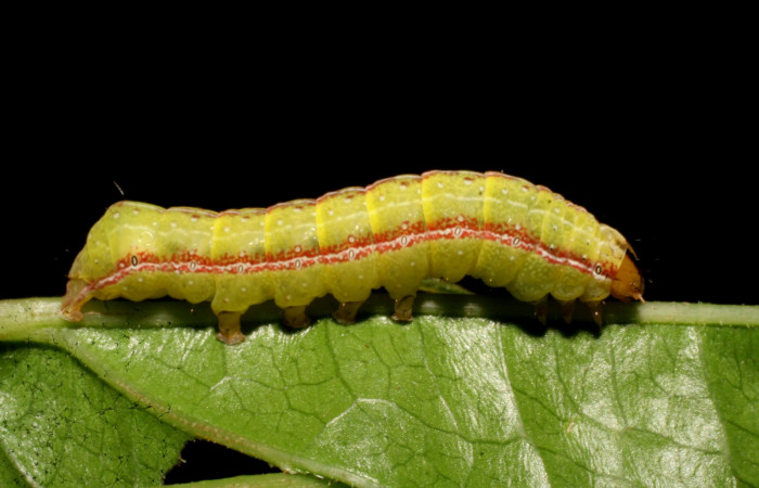 Figura 19. Larva <i>Perigea</i> lineataDHJ02 (Noctuidae). Posición lateral en la hoja de la planta de <i>Heterocondylus vitalbae</i> (Asteraceae). Estación Biológica Caribe. 07-SRNP-41797-DHJ422701.jpg.