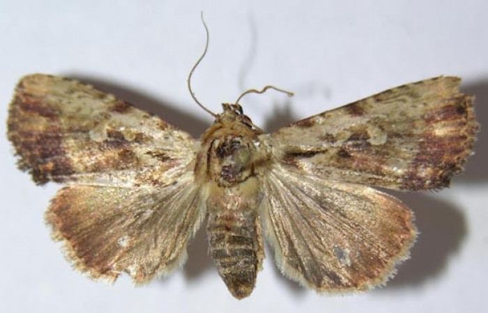 Figura 1. Adulto <i>Perigea drusilla</i> (Noctuidae), posición dorsal. Sector Santa Rosa. 09-SRNP-70793-DHJ514920. 