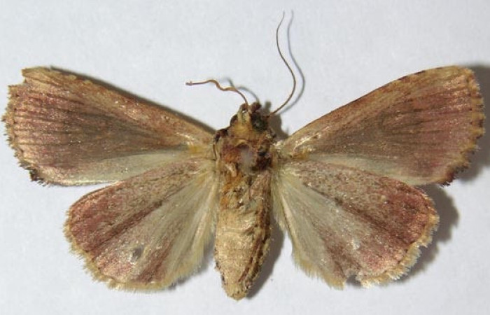 Figura 13. Adulto <i>Perigea drusilla</i> (Noctuidae), posición ventral. Sector Santa Rosa. 09-SRNP-70793-DHJ514921.