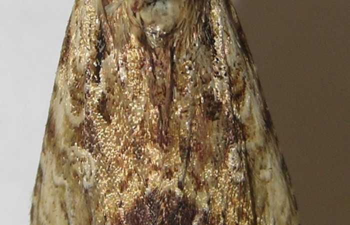 Figura 14. Adulto <i>Perigea drusilla</i> (Noctuidae), posición dorsal. Sector Santa Rosa. 10-SRNP-22210-DHJ540763.