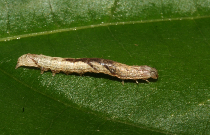 Figura 20. Larva <i>Perigea</i> Poole03 (Noctuidae). Posición lateral en la hoja de la planta de <i>Sinclairia polyantha</i> (Asteraceae). Estación Biológica Caribe. 11-SRNP-40172-DHJ482701.JPG