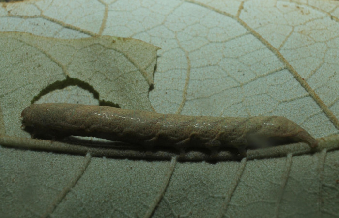 Figura 6. Larva <i>Perigea drusilla</i> (Noctuidae). Posición lateral entero en la hoja de la planta de <i>Piptocarpha poeppigiana</i> (Asteraceae). Estación Botarrama. 18-SRNP-45709-DHJ718849.jpg.