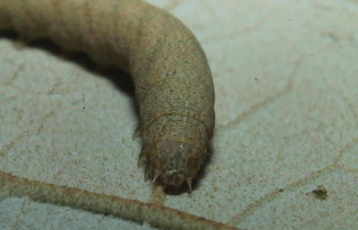 7. Larva <i>Perigea drusilla</i> (Noctuidae). Posición cabeza en la hoja de la planta de <i>Piptocarpha poeppigiana</i> (Asteraceae). Estación Botarrama. 18-SRNP-45709-DHJ718855.jpg.