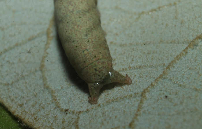 .  Figura 8. Larva <i>Perigea drusilla</i> (Noctuidae). Posición cola en la hoja de la planta de <i>Piptocarpha poeppigiana</i> (Asteraceae). Estación Botarrama. 18-SRNP-45709-DHJ718856.jpg.