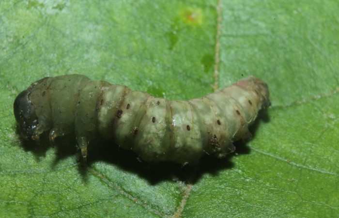 Figura 9. Prepupa <i>Perigea drusilla</i> (Noctuidae). Posición lateral en la hoja de la planta de <i>Piptocarpha poeppigiana</i> (Asteraceae). Estación Botarrama. 18-SRNP-45709-DHJ718864.jpg.