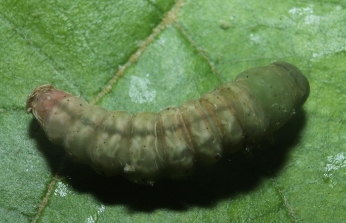  Figura 10. Prepupa <i>Perigea drusilla</i> (Noctuidae). Posición dorsal en la hoja de la planta de <i>Piptocarpha poeppigiana</i> (Asteraceae). Estación Botarrama. 18-SRNP-45709-DHJ718865.jpg.  