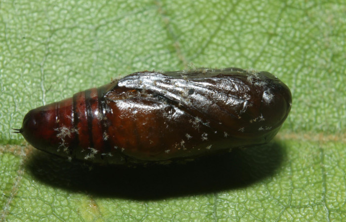  Figura 12. Pupa <i>Perigea drusilla</i> (Noctuidae). en la planta de <i>Piptocarpha poeppigiana</i> (Asteraceae). Estación Botarrama. 18-SRNP-45709-DHJ718888.jpg.  