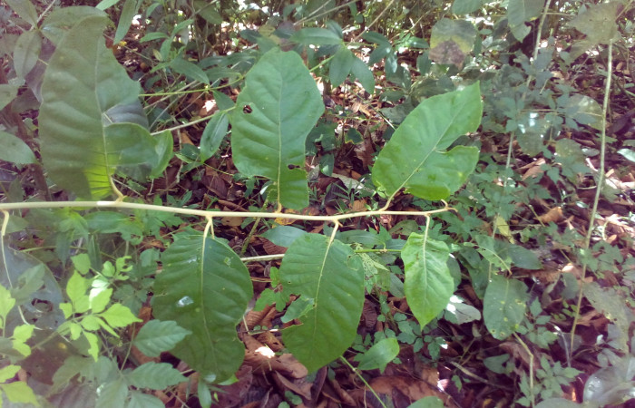 Figura 15. Planta <i>Piptocarpha poeppigiana</i> (Asteraceae), de la larva <i>Perigea drusilla</i> (Noctuidae), posición haz. Foto Angel Hernandez. Estación Biológica Wege, Area de Conservación Guanacaste, Costa Rica. 