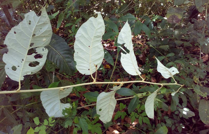 Figura 16. Planta <i>Piptocarpha poeppigiana</i> (Asteraceae), de la larva <i>Perigea drusilla</i> (Noctuidae), posición envés. Foto Angel Hernandez. Estación Biológica Wege, Area de Conservación Guanacaste, Costa Rica. 