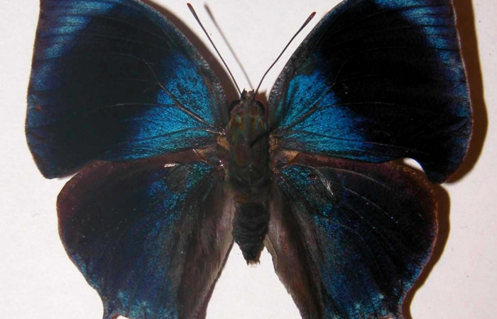 Fig. 3 Adulto macho vista dorsal <i>Memphis indigotica</i> (Nymphalidae), 01-SRNP-11115-DHJ33730.