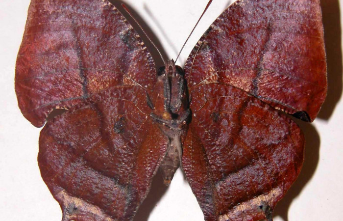 Fig. 4 Adulto macho vista ventral <i>Memphis indigotica</i> (Nymphalidae), 01-SRNP-11115-DHJ33731.