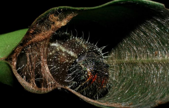 Fig. 5 Larva <i>Memphis indigotica</i> (Nymphalidae), vista frontal 07-SRNP-45488-DHJ428109.