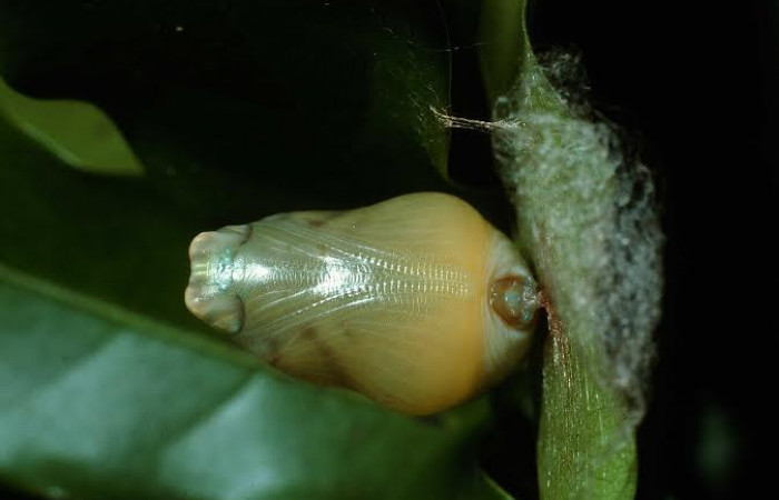 Fig. 09 Pupa <i>Memphis indigotica</i> (Nymphalidae), pupa vista diagonal voucher: 03-SRNP-37954-DHJ80442.