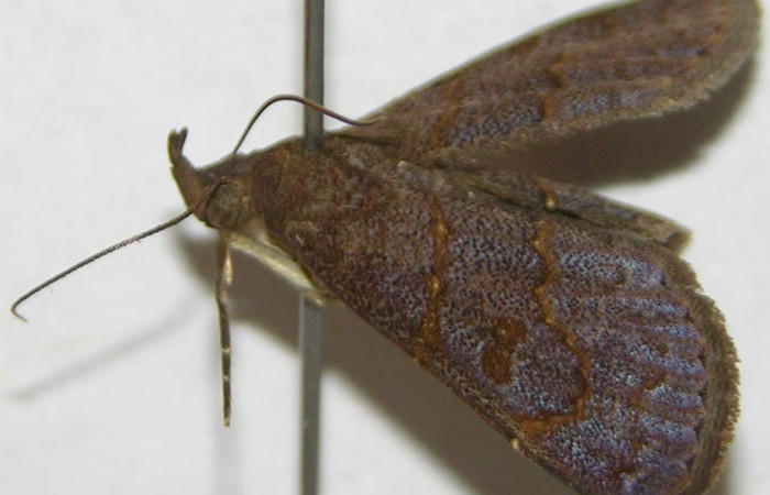 Fig.1 Adulto <i>Antiblemma</i> Poole34  parte ala anterior,  mostrando palpos maxilares característica de la familia Erebidae.  Voucher: 07-SRNP-58906-DHJ388233.jpg