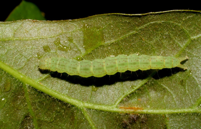 Fig .2  Larva <i>Antiblemma</i>  Poole34 en último estadio mostrando puntitos  dorsales carácter importante de la especie. Voucher: 07-SRNP-58906-DHJ428936.jpg