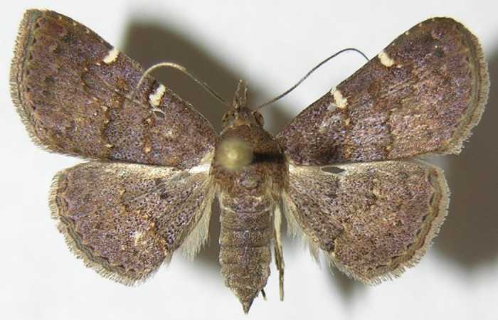 Fig.4 Adulto <i>Antiblemma</i> Poole34  dorsal hembra. Voucher: 09-SRNP-55089-DHJ396988.jpg