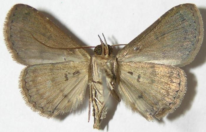 Fig.7 Adulto <i>Antiblemma</i> Poole34 dorsal macho  Voucher: 09-SRNP-55022-DHJ396987.jpg