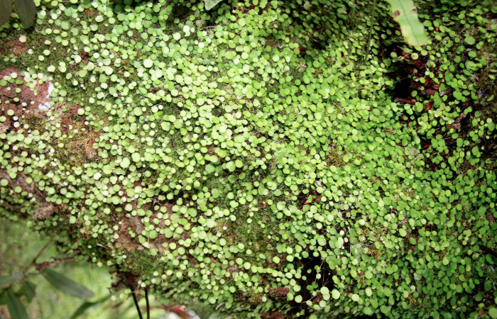 Figura 11. Plantas hospederas <i> Peperomia matlalucaensis</i> (Piperaceae), una de las plantas donde se alimenta la larva de <i>Eusarca minucia</i> (Geometridae).
