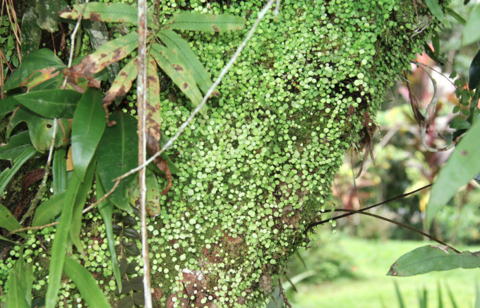Figura 12. Plantas hospederas <i> Peperomia matlalucaensis</i> (Piperaceae), una de las plantas donde se alimenta la larva de <i>Eusarca minucia</i> (Geometridae).
