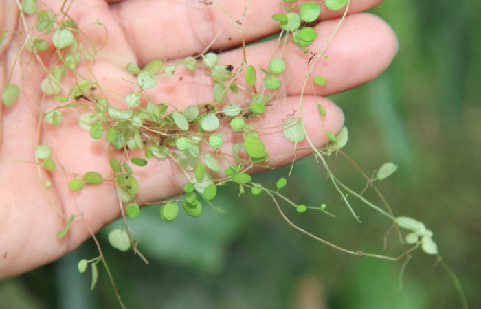 Figura 13. Plantas hospederas <i> Peperomia matlalucaensis</i> (Piperaceae), una de las plantas donde se alimenta la larva de <i>Eusarca minucia</i> (Geometridae).