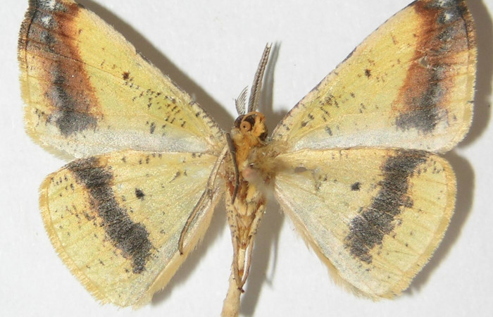 Figura 14. Adulto de <i>Eusarca minucia</i> (Geometridae) mide 27 milímetros, posición ventral parte enfocada el abdomen y alas. Voucher: 10-SRNP-70007-DHJ521379.