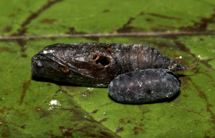 Figura 21. Pupario de (Tachinidae), mide 10 mm aproximadamente. Voucher: 19-SRNP-30249-DHJ749680.jpg.