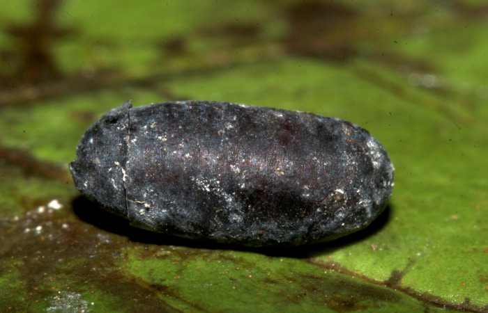 Figura 23. Pupario de (Tachinidae), mide 10 mm aproximadamente. Voucher: 19-SRNP-30249-DHJ749683.jpg.
