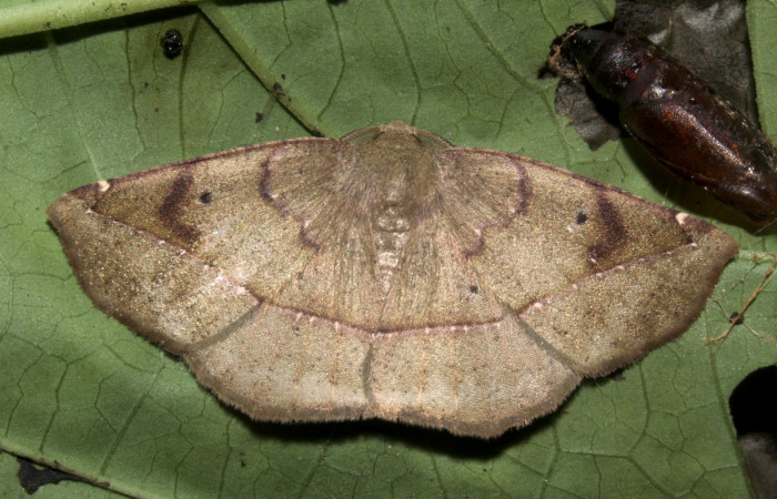Figura 26. Adulto de <i>Eusarca minucia</i> (Geometridae) mide 27 milímetros, posición dorsal parte enfocada el tórax y alas. Voucher: 19-SRNP-30008-DHJ749293.jpg.