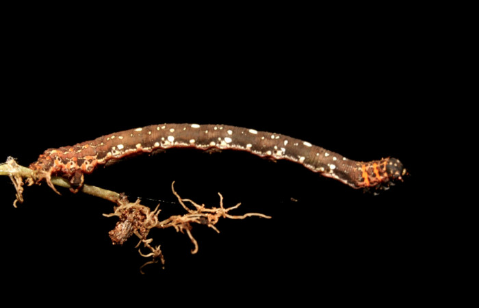 Figura 2. Larva <i>Eusarca minucia</i> (Geometridae), último estadio posición lateral, mide 40 mm aproximadamente. Planta hospedera <i>Peperomia angularis)</i> (Piperaceae). Voucher: 10-SRNP-44380-DHJ478660.jpg.
