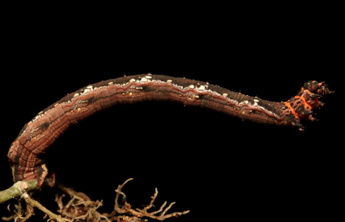 Figura 4. Larva <i>Eusarca minucia</i> (Geometridae), último estadio posición lateral, mide 40 mm aproximadamente. Planta hospedera <i>Peperomia angularis)</i> (Piperaceae). Voucher: 10-SRNP-44380-DHJ478656.jpg.