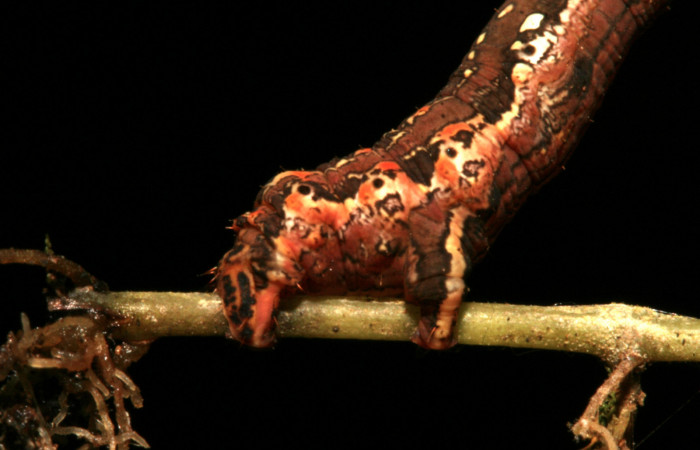 Figura 5. Larva <i>Eusarca minucia</i> (Geometridae), último estadio posición patas lateral, mide 40 mm aproximadamente. Planta hospedera <i>Peperomia angularis)</i> (Piperaceae). Voucher: 10-SRNP-44380-DHJ478654.jpg.