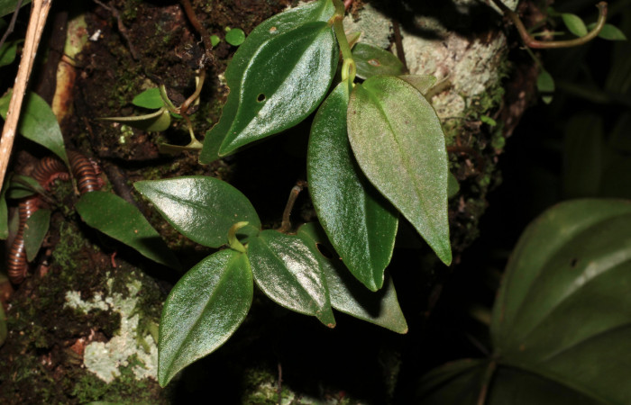 Figura 7. Planta hospedera <i> Peperomia angularis</i> (Piperaceae), una de las plantas donde se alimenta la larva de <i>Eusarca minucia</i> (Geometridae). Foto tomada por Roster Moraga, en estacion biológica el Hacha ACG, en la quebrada lajosa el 06 noviembre del 2020.