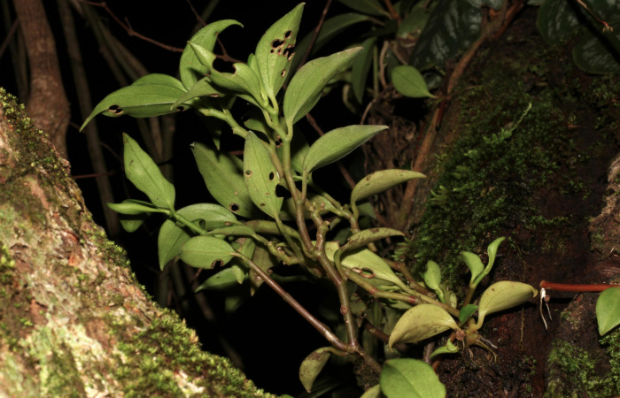 Figura 8. Planta hospedera <i> Peperomia angularis</i> (Piperaceae), una de las plantas donde se alimenta la larva de <i>Eusarca minucia</i> (Geometridae). Foto tomada por Roster Moraga, en estacion biológica el Hacha ACG, en la quebrada lajosa el 06 noviembre del 2020.