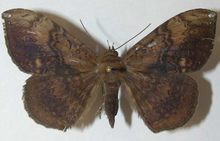 Fig. 1 Vista dorsal de la hembra <i>Hemeroblemma leontia</i> (Erebidae). (10-SRNP-13041-DHJ539400).