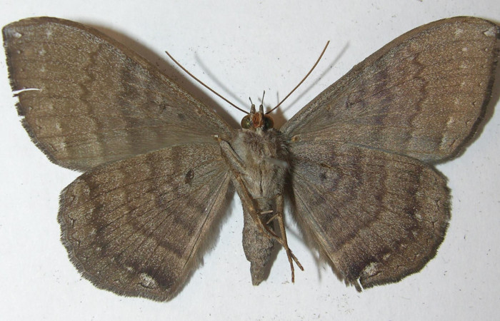 Fig. 2 Vista ventral de la hembra <i>Hemeroblemma leontia</i> (Erebidae). (10-SRNP-13041-DHJ539401).