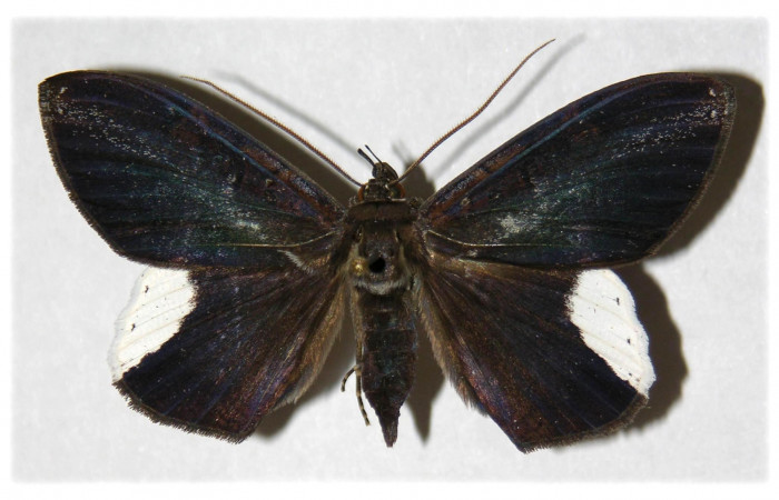 Fig. 3 Vista dorsal del macho <i>Hemeroblemma leontia</i> (Erebidae). (03-SRNP-15993-DHJ314222).