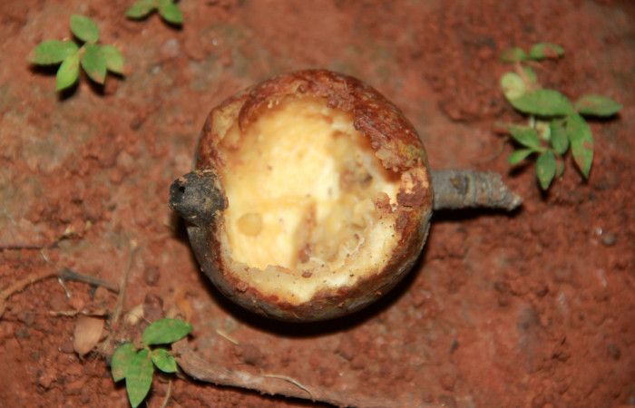 Fig. 6 Fruto maduro de <i>Genipa americana</i> (Rubiaceae) caido al suelo 20 de Julio 2020; Agua Buena Sector El Hacha. (20-SRNP-21161-DHJ773528).