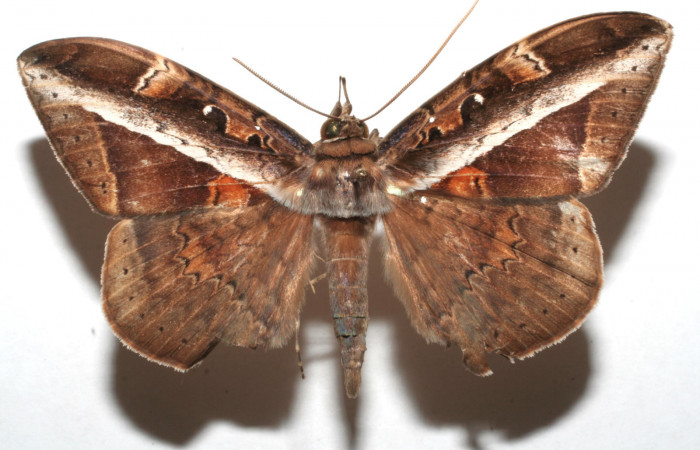 Fig. 7  Vista dorsal del macho <i>Hemeroblemma opigena</i> (Erebidae). (07-SRNP-110207-DHJ620171).