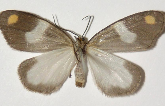 Fig. 2 Adulto vista ventral hembra de <i>Nebulosa erymas</i> (Notodontidae) mide 25 mm. Sendero Nayo, Sector Cacao, 1090m. 98-SRNP-2204-DHJ300115.