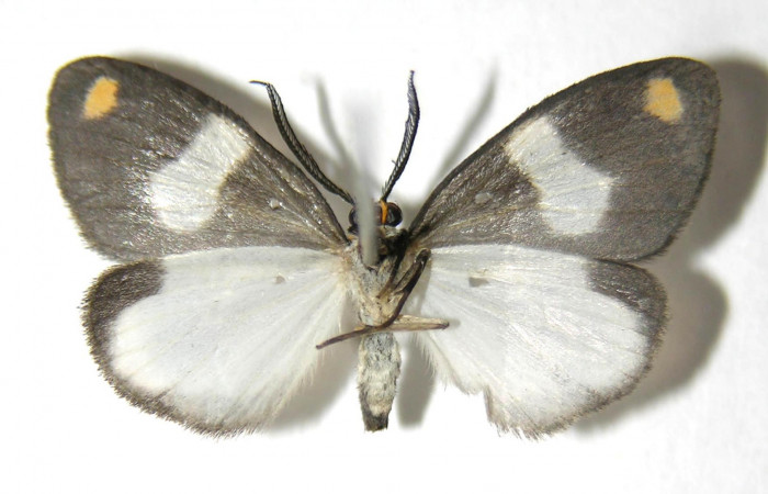 Fig. 4 Adulto vista ventral macho de <i>Nebulosa erymas</i> (Notodontidae) mide 51 mm. Sendero Nayo, Sector Cacao, 1090m. 06-SRNP-35779-DHJ350493.