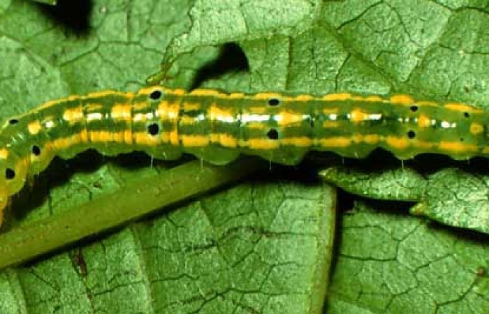 Fig. 5 Larva <i>Nebulosa erymas</i> (Notodontidae) mide 22 mm. Sendero Nayo, Sector Cacao, 1090m. 97-SRNP-1156-DHJ40968.jpg