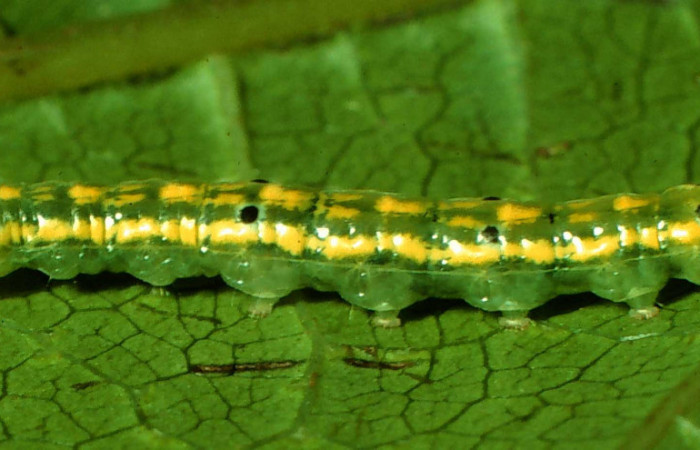 Fig. 6 Larva <i>Nebulosa erymas</i> (Notodontidae) mide 51 mm. Sendero Nayo, Sector Cacao, 1090m. 97-SRNP-1156-DHJ40969.jpg
