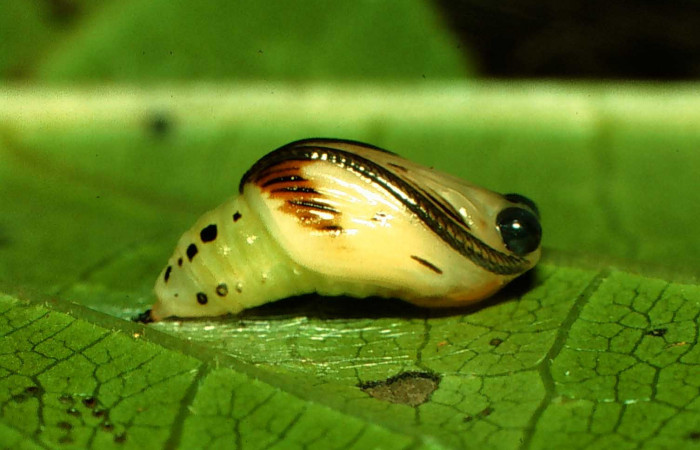 Fig. 7 Larva <i>Nebulosa erymas</i> (Notodontidae) mide 8 mm. Sendero Nayo, Sector Cacao, 1090m. 97-SRNP-1140-DHJ40926.jpg