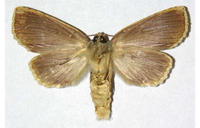 Fig.2 Vista ventra de hembra <i>Drugera </i>mimicaDHJ01 (Notodontidae )eclosionó 18 Diciembre 1998, Sector Orosi, Madero, 510mts. (98-SRNP-13899-DHJ311581.jpg).