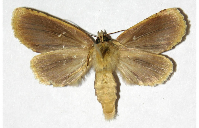 Fig.4 Vista ventra de hembra <i>Drugera </i>moronaDHJ02 (Notodontidae) eclosionó 04 Octubre 2004, Sector Rincon Rain Forest, Rio Fracia Arriba, 400mts. (04-SRNP-42219-DHJ311547.jpg).