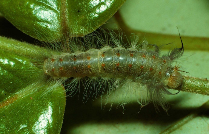 Figura 3. Larva en cuarto estadio <i>Brachyglenis dinora</i>, (Riodinidae), alimentándose en <i>Myrcia splendens</i> (Myrtaceae), posición dorsal, Sector San Cristobal, Río Blanco Abajo (elevación 500 metros). 3 Noviembre 2001. (01-SRNP-22275-DHJ62634.jpg)