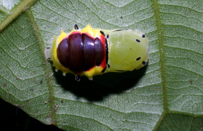 Figura 7. Pupa de <i>Brachyglenis dinora</i>, (Riodinidae) posición dorsal en este estadio no se alimenta, Sector Pitilla, Quebradona, (elevación 475 metros). 21 Diciembre 2010. (10-SRNP-73312-DHJ480076).